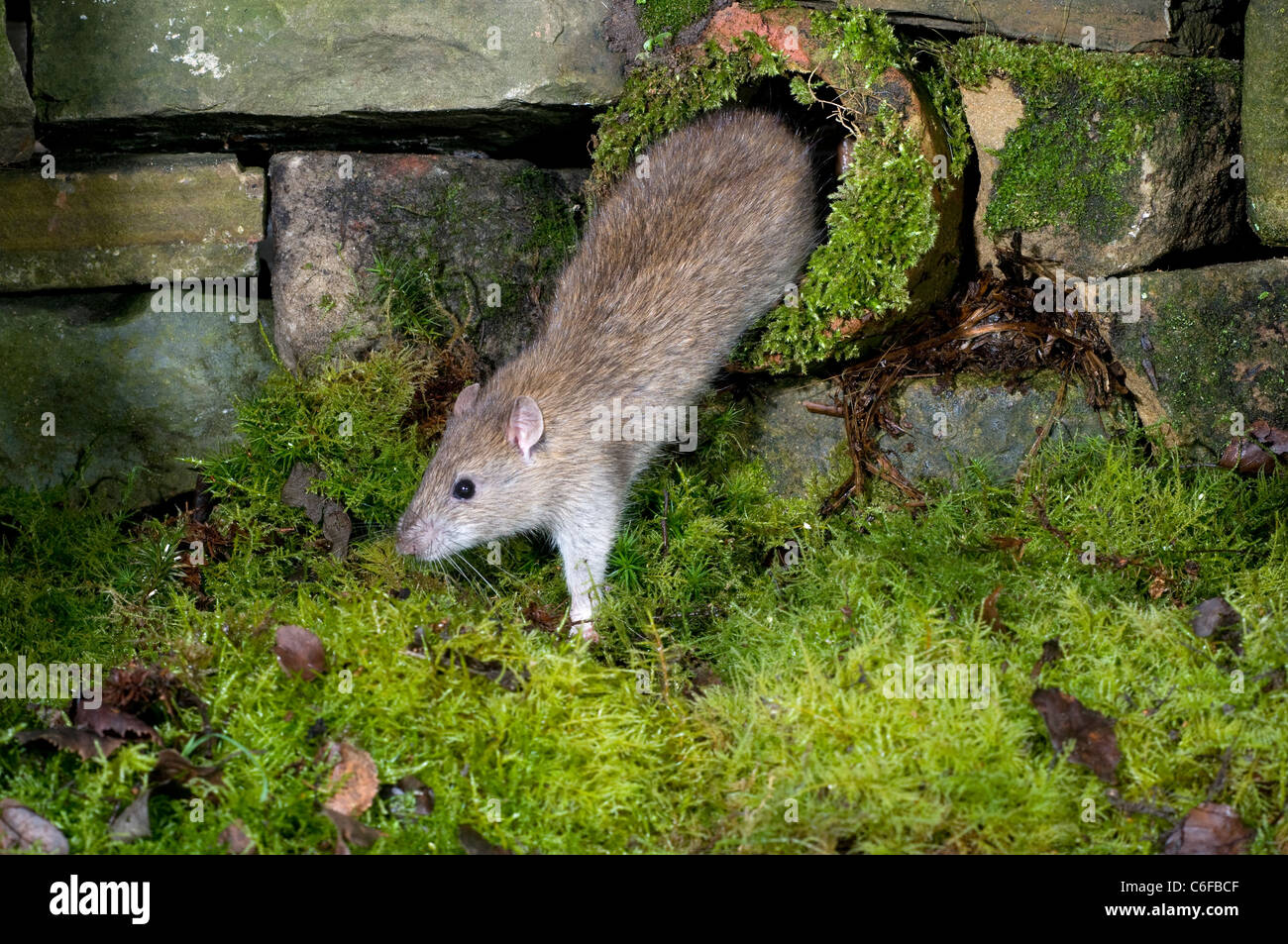 Brown rat,(Rattus norvegicus) nel tubo di scarico. Foto Stock