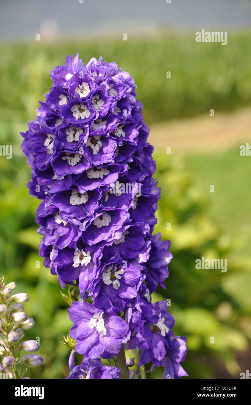 Bellissimi fiori della viola Larkspur Delphinium Foto Stock