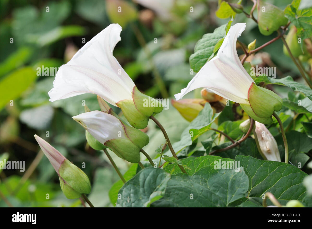 Hedge Centinodia, 'Calystegia sepium', nel pieno fiore, Norfolk, Inghilterra, Luglio Foto Stock