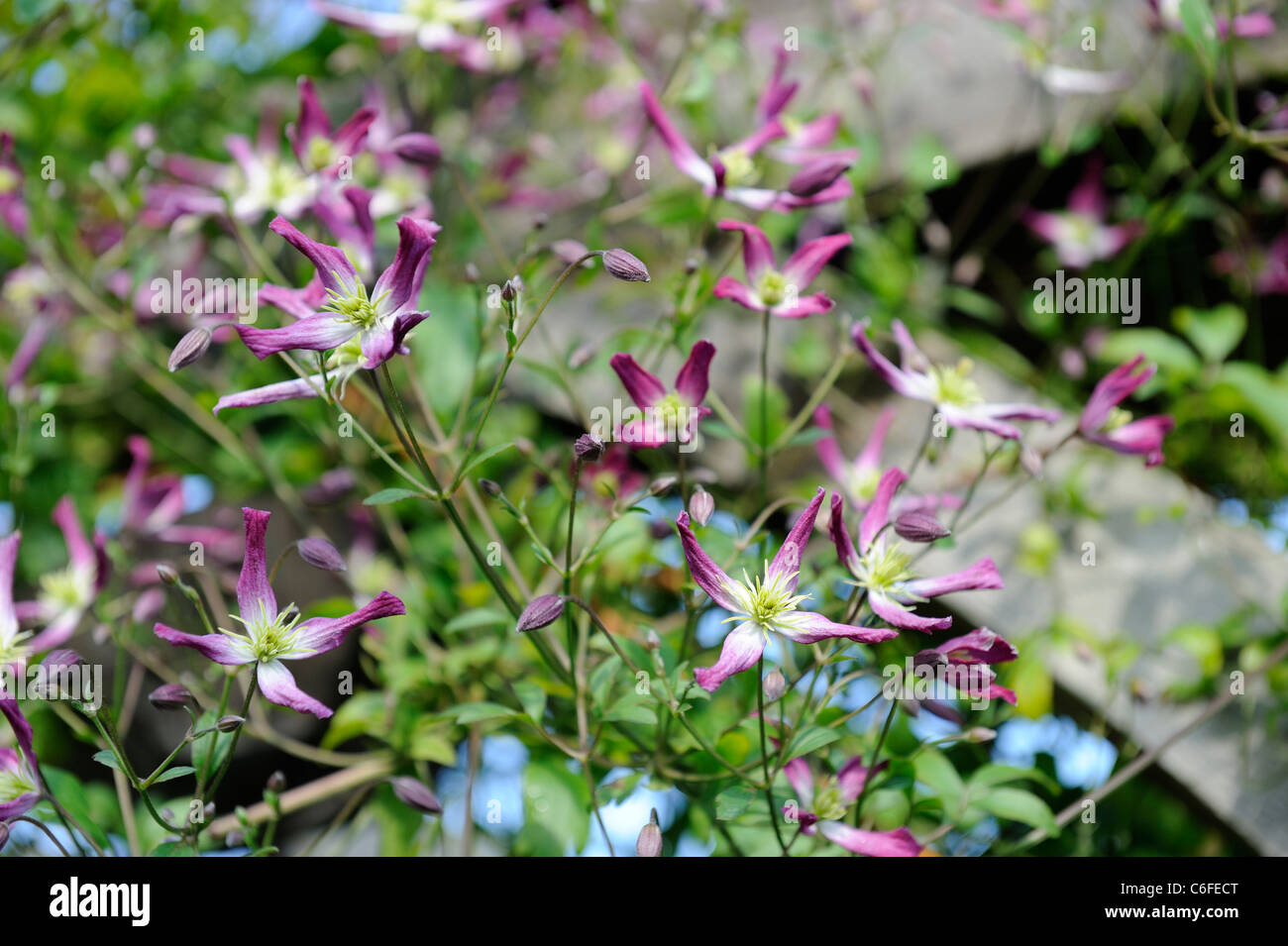 Clematis, triterna scrambling rubromarginata fino a garden pergola, Norfolk, Inghilterra, Luglio Foto Stock