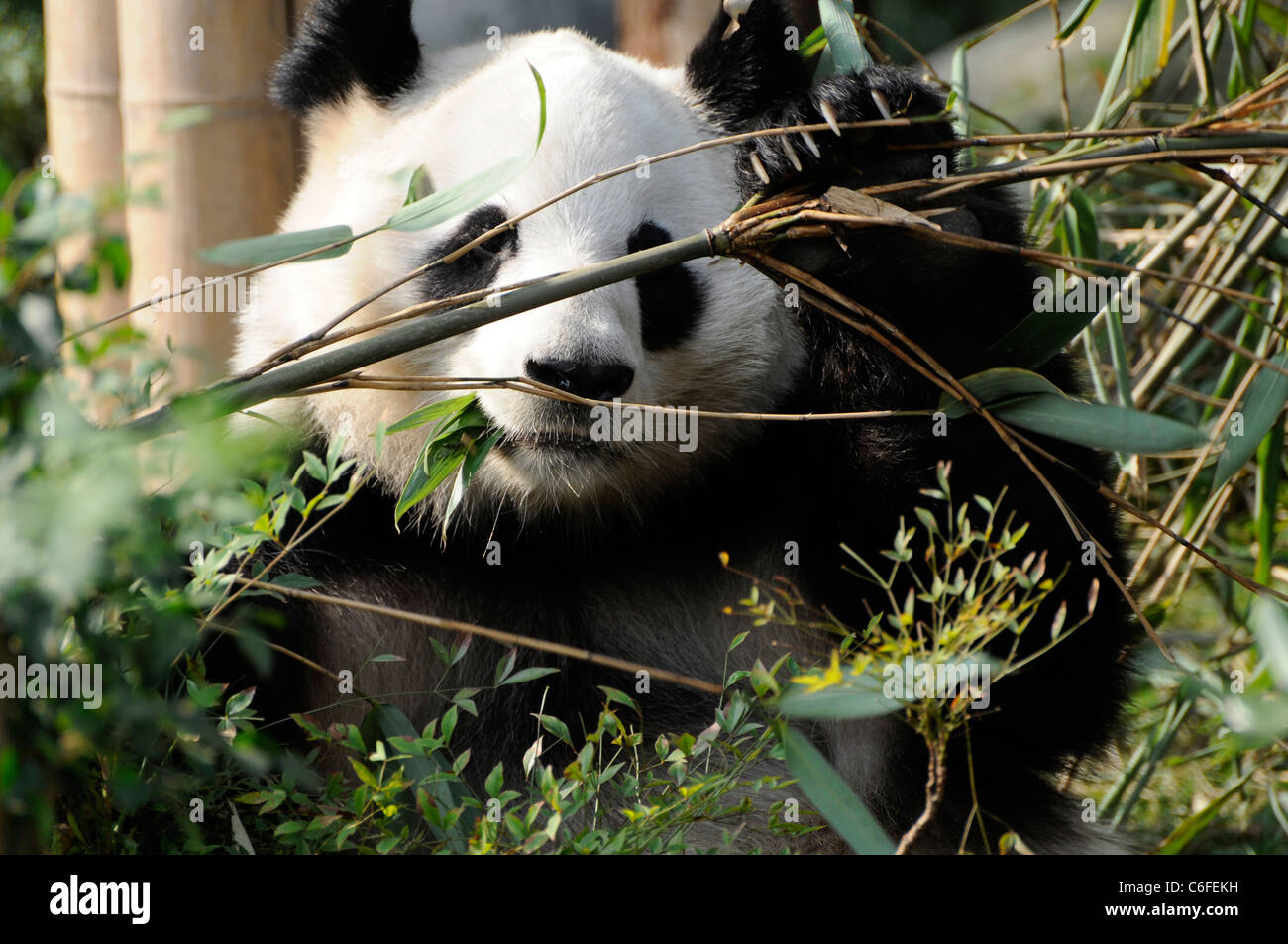 Panda gigante (Ailuropoda melanoleuca) mangiando bambù, nella provincia di Sichuan, in Cina Foto Stock