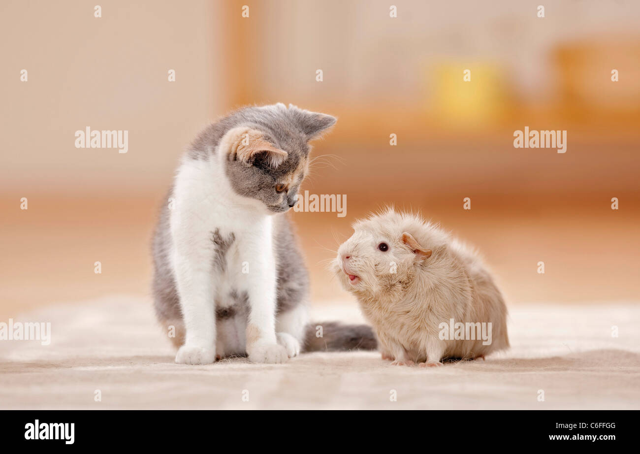 Amicizia animali : British Shorthair kitten e Rosetta cavie Foto Stock