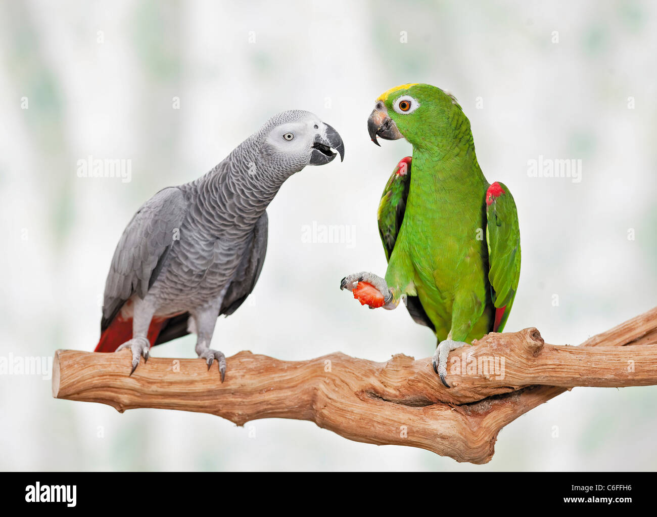 Congo pappagallo grigio africano e Panama giallo-guidato Amazon Foto stock  - Alamy