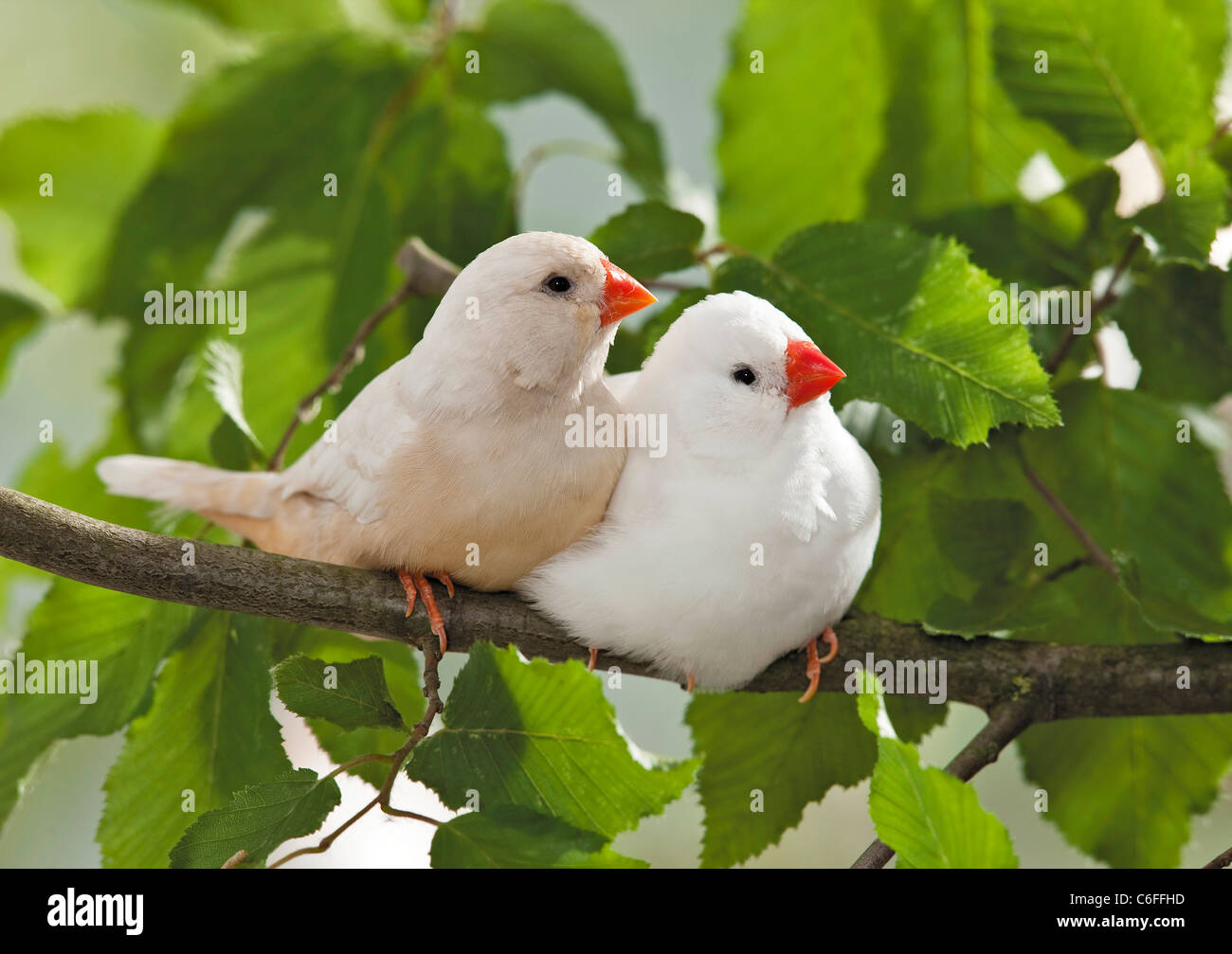 Due Zebra Finches sul ramoscello Foto Stock