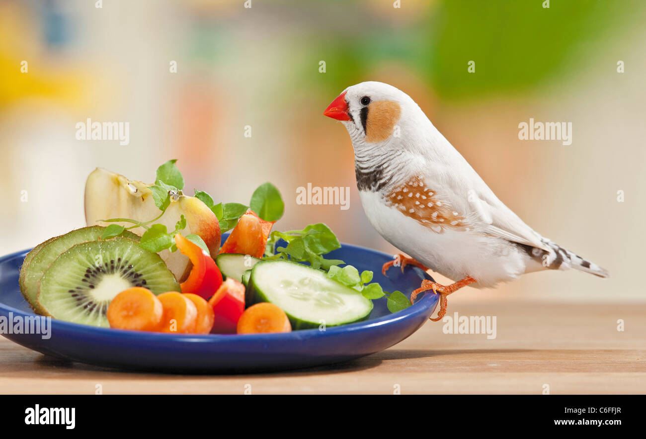 Zebra Finch in corrispondenza della piastra con i prodotti alimentari Foto Stock