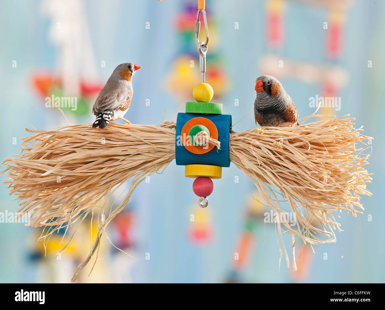 Due Zebra Finches a toy Foto Stock