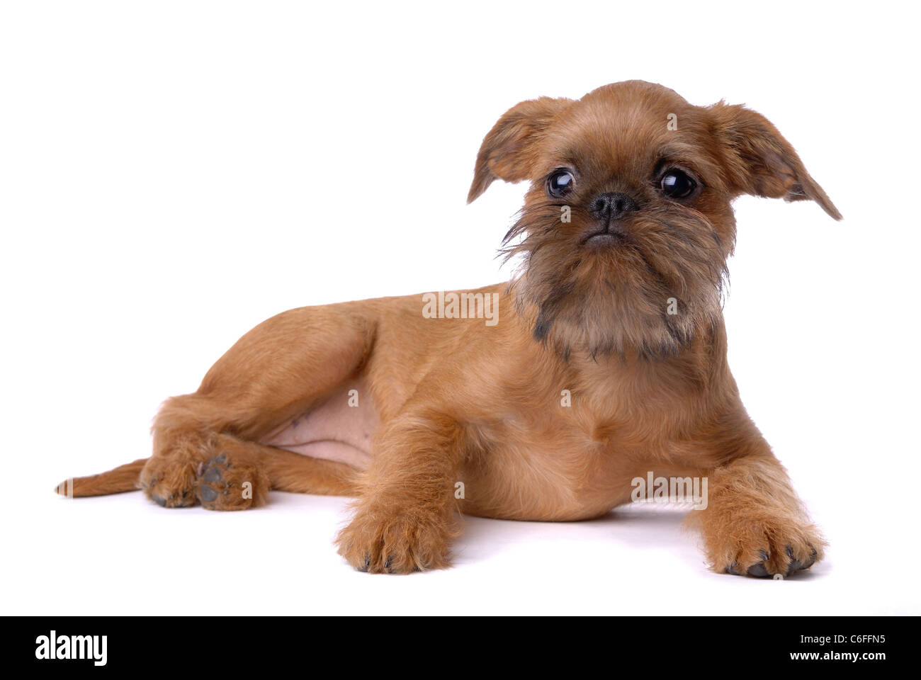 Capelli lisci Bruxelles Griffon cucciolo isolato su bianco Foto Stock