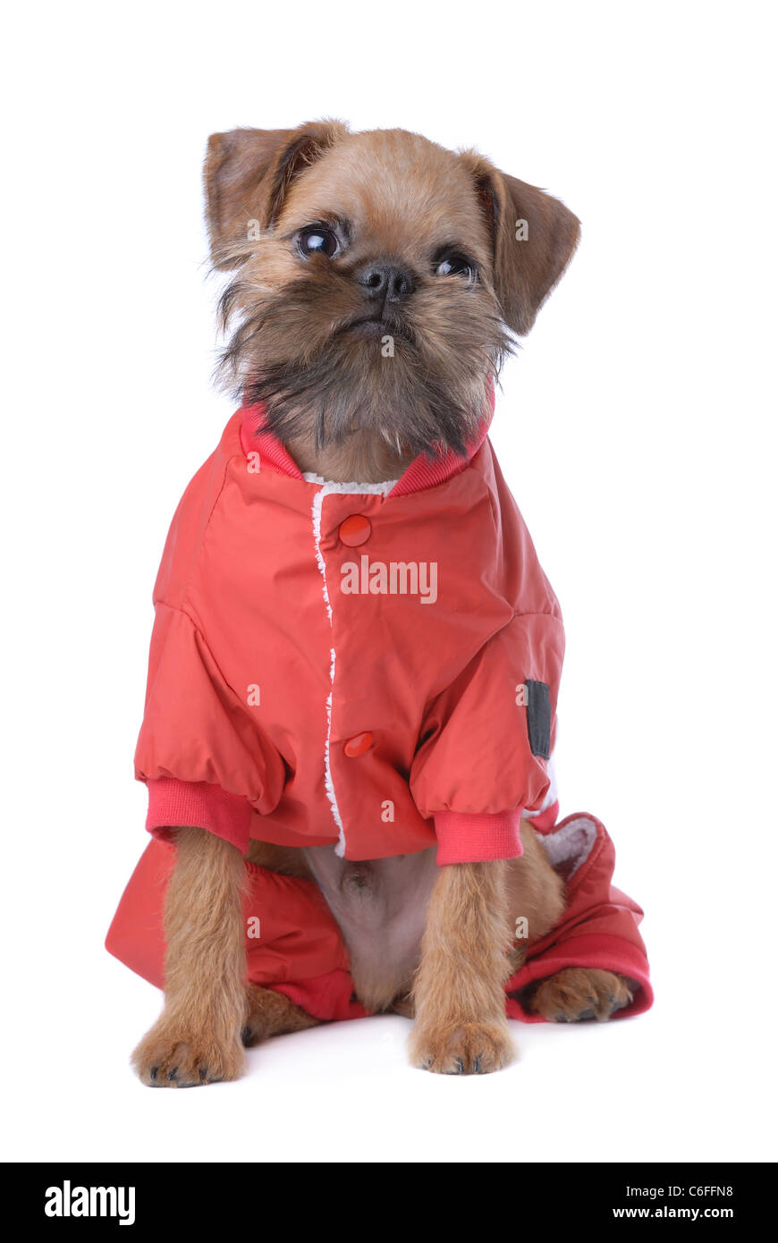 Capelli lisci Bruxelles Griffon cucciolo isolato su bianco Foto Stock