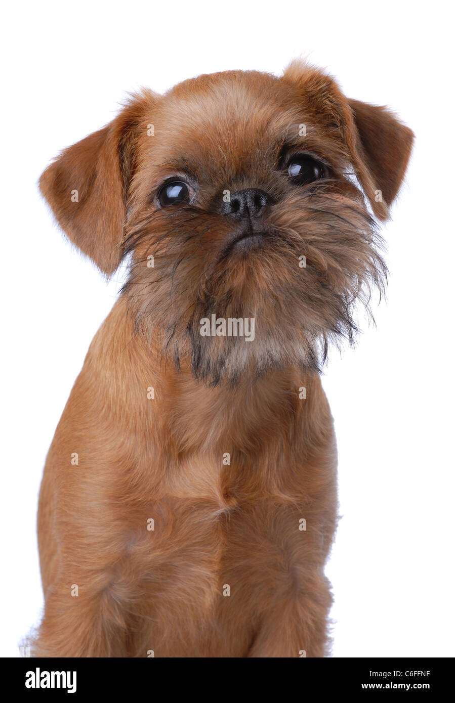 Capelli lisci Bruxelles Griffon cucciolo isolato su bianco Foto Stock