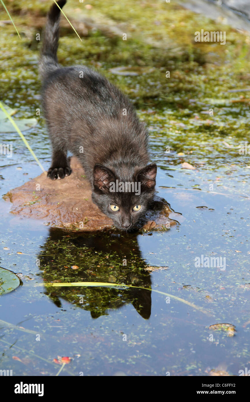 Il gatto domestico - gattino (69 giorni) in acqua Foto Stock