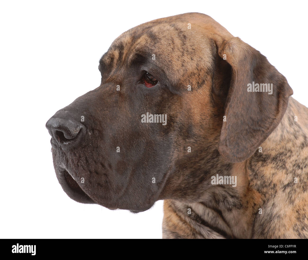 Mastiff tedesco su bianco Foto Stock