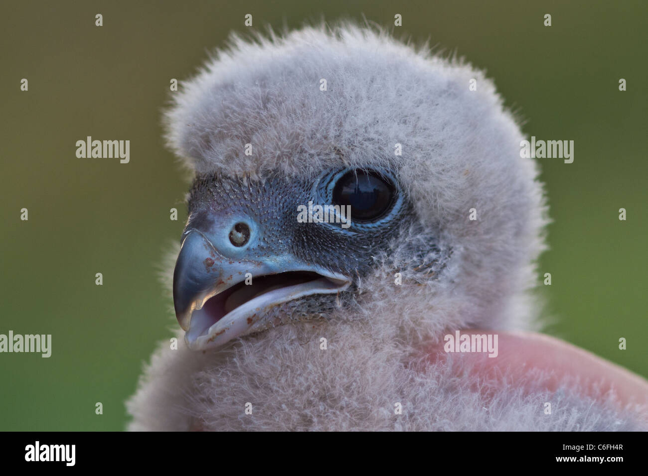 Close-up di giovani Hobby (Falco Subbuteo®) in mano, Cambridgeshire, Inghilterra Foto Stock