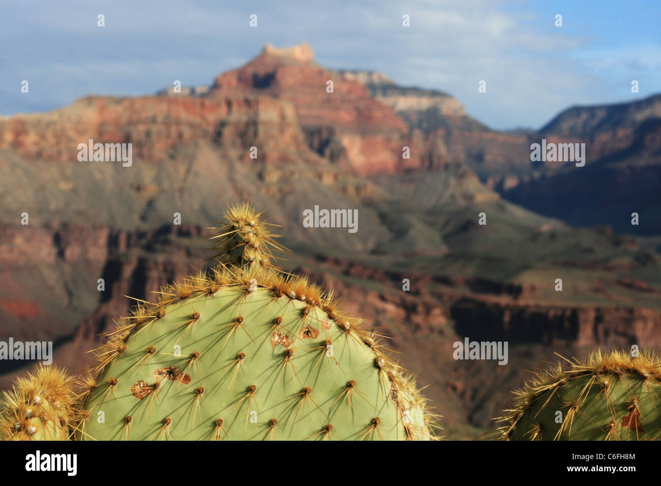 Ficodindia cactus con fuori fuoco Grand Canyon in background Foto Stock