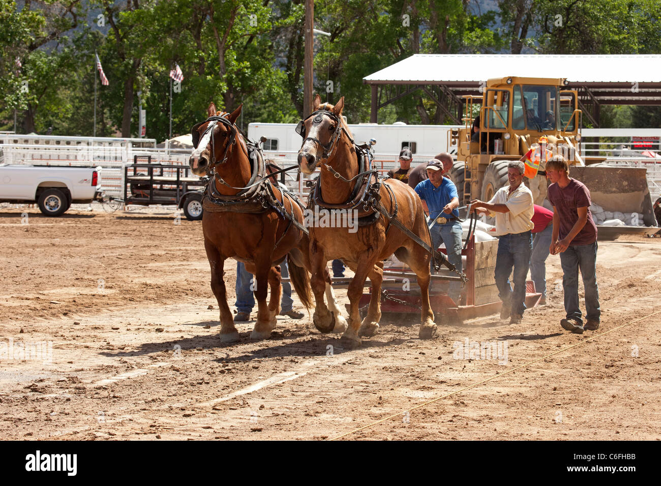 Progetto di cavallo teamster tirando la concorrenza a livello locale county fair con progetto di cavalli lavorando duro per trascinare un pesante sled su un lungo periodo. Foto Stock