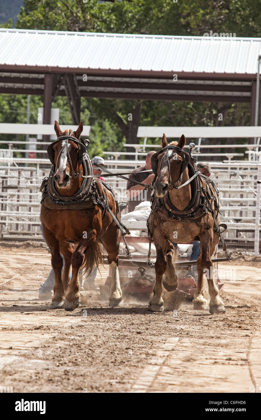 Progetto di cavallo teamster tirando la concorrenza a livello locale county fair con progetto di cavalli lavorando duro per trascinare un pesante sled su un lungo periodo. Foto Stock