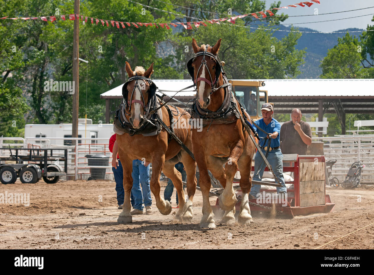 Progetto team cavallo tirando la concorrenza a livello locale county fair con progetto di cavalli lavorando duro per trascinare un pesante sled su un lungo periodo. Foto Stock