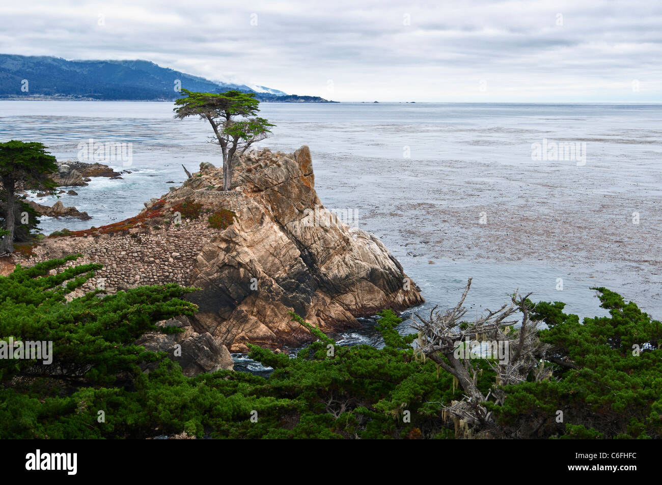 Il famoso Lone cipresso (Cupressus macrocarpa) di Pebble Beach in California. Foto Stock