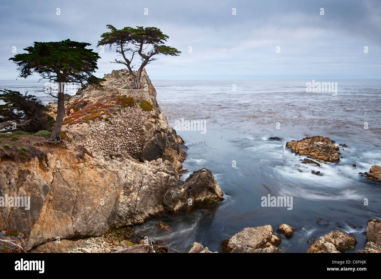 Il famoso Lone cipresso (Cupressus macrocarpa) di Pebble Beach in California. Foto Stock