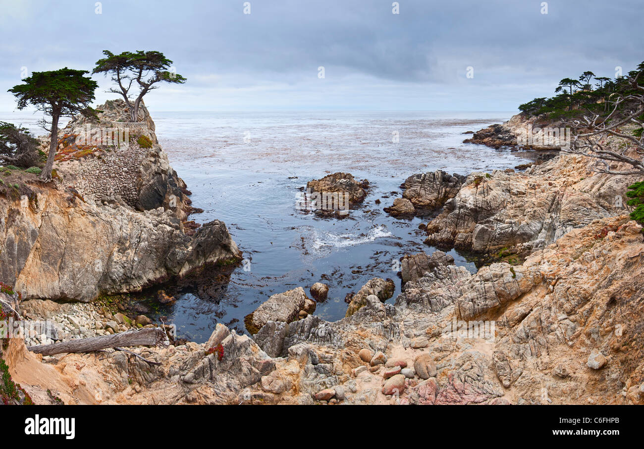 Il famoso Lone cipresso (Cupressus macrocarpa) di Pebble Beach in California. Foto Stock