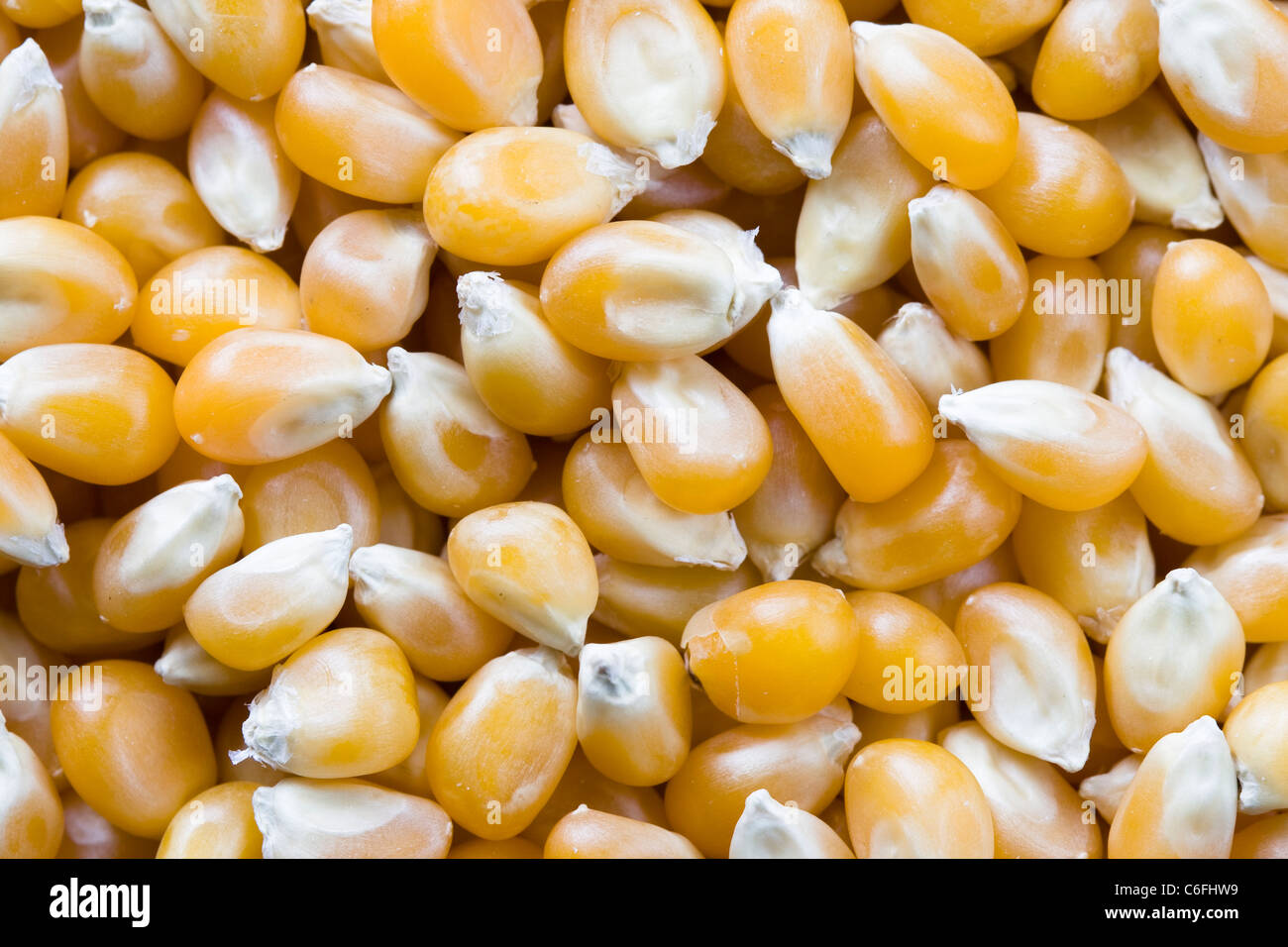 Macro di sfondo giallo kernel popcorn Foto Stock