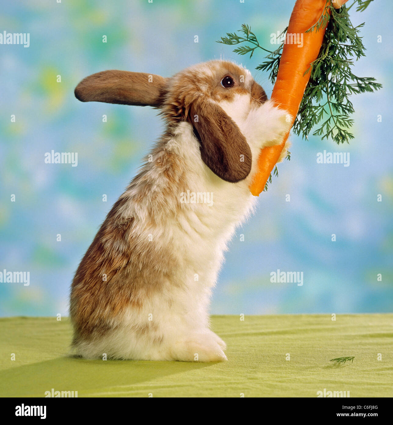 Lop-eared dwarf rabbit mangiare una carota Foto Stock