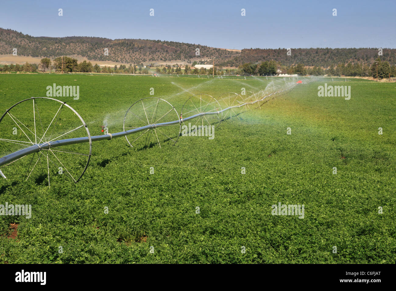Linea di ruote sistema di irrigazione in una centrale di Oregon campo di erba medica Foto Stock