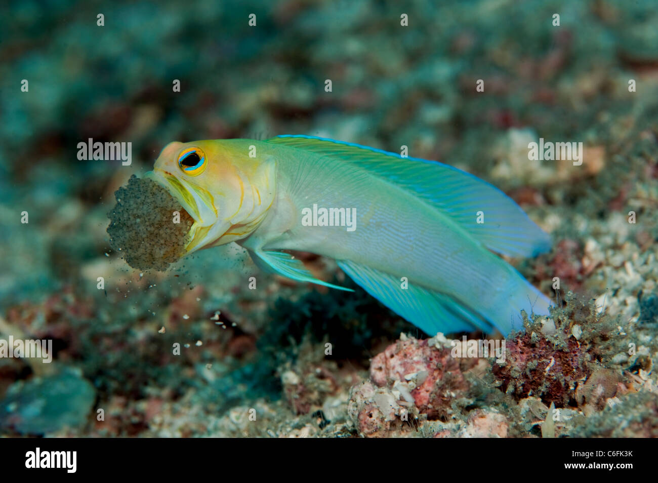 Maschio Jawfish Yellowheaded, Opistognathus aurifrons, frizione di incubazione di uova in bocca in una barriera corallina in Palm Beach Florida Foto Stock