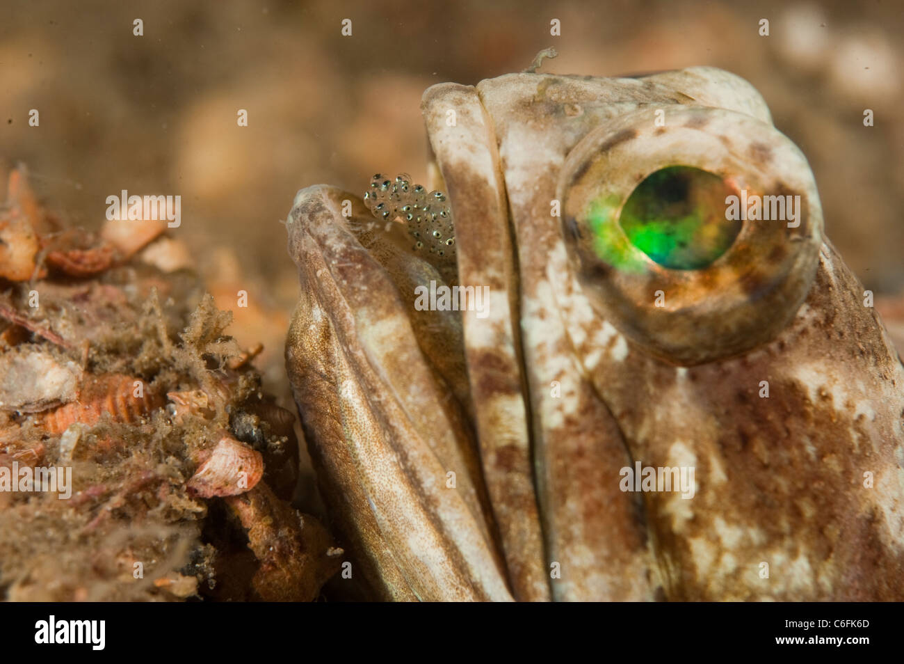 Maschio Jawfish nastrati, Opistognathus macrognathus, incubando e aerare una frizione di uova in Lake Worth Laguna in Florida Foto Stock