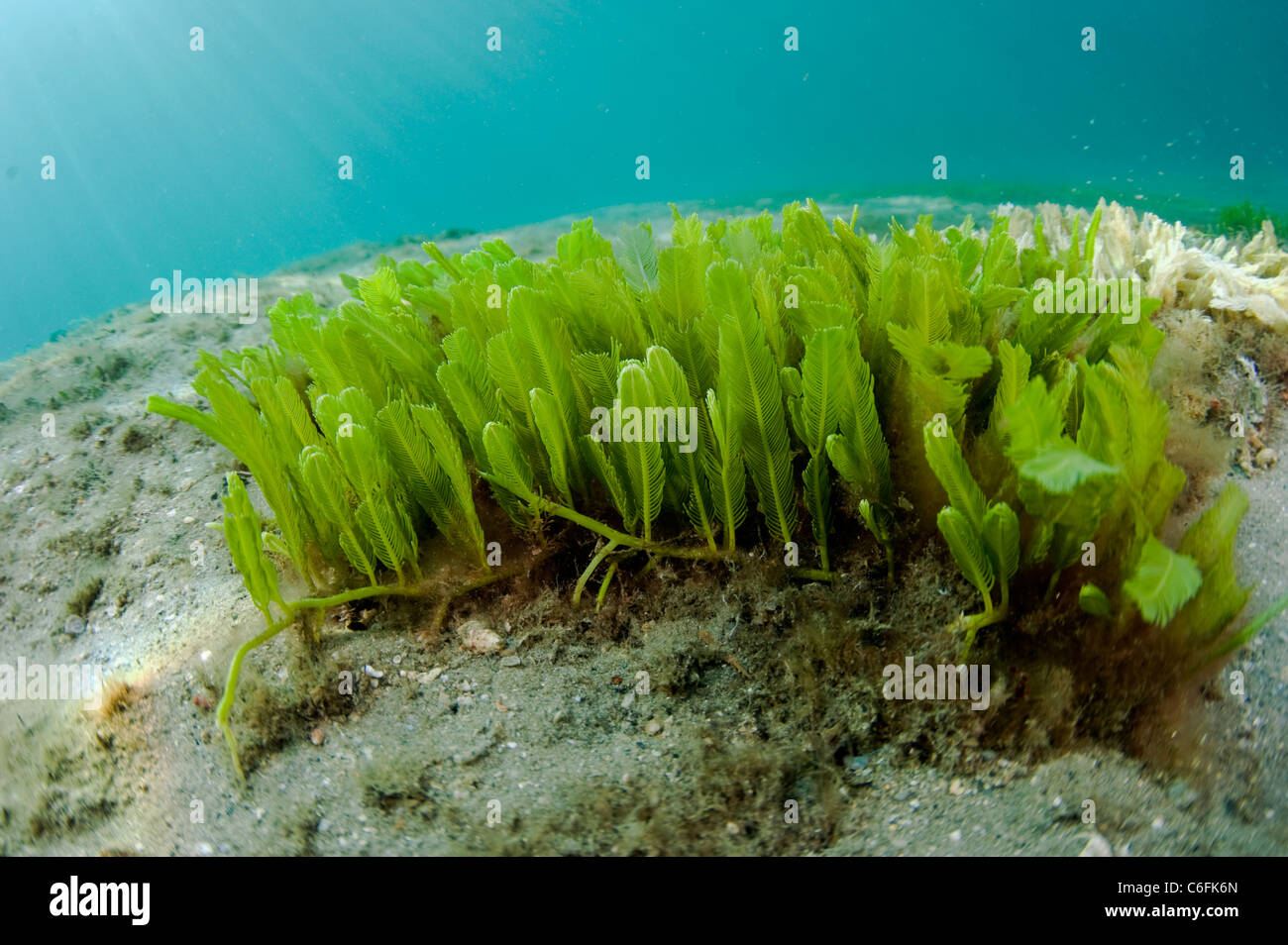 Verde Alga in piuma, Caulerpa sertularioides, cresce sul fondo del lago vale la pena di Laguna in Singer Island, Florida. Foto Stock