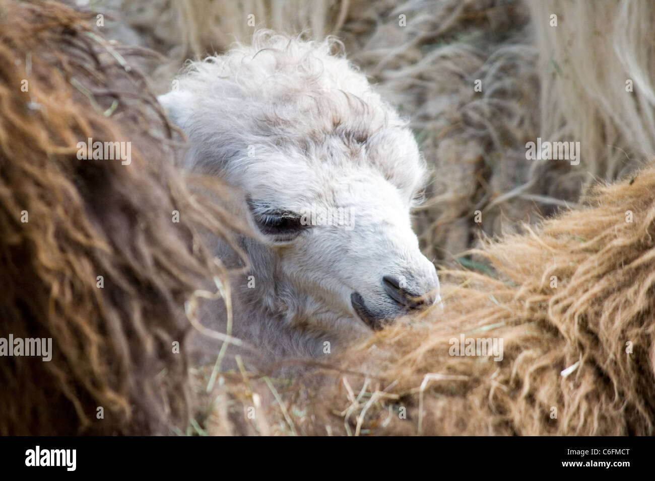 Il cammello neonato fra quelle di grandi dimensioni Foto Stock