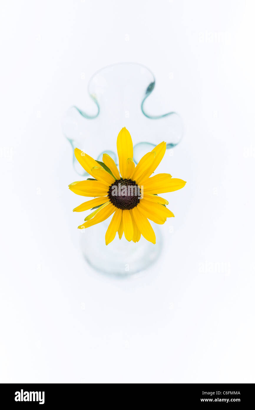 Rudbeckia Hirta. Coneflower. Singolo gambo dei fiori in un vaso di vetro su uno sfondo bianco. Foto Stock