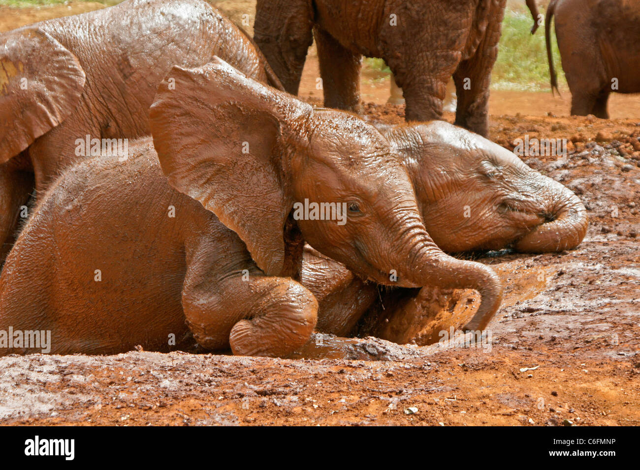 Gli elefanti orfani wallowing in fango, Sheldrick Wildlife Trust, Nairobi, Kenia Foto Stock