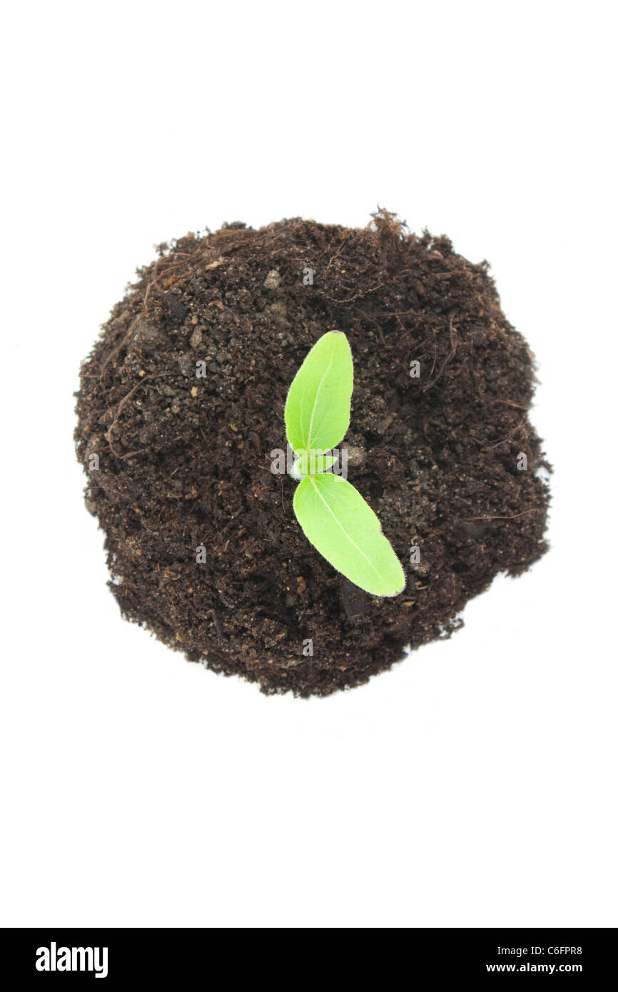 Piantina di girasole isolato su uno sfondo bianco dal di sopra Foto Stock