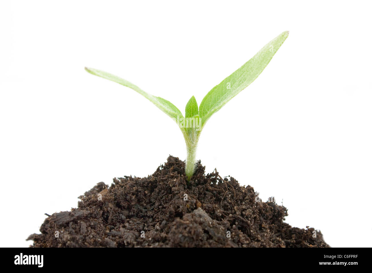 Piantina di girasole isolato su uno sfondo bianco Foto Stock