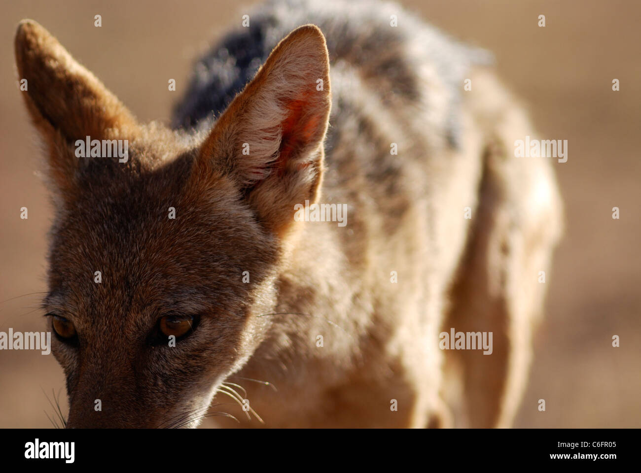 Nero-backed jackal (Canis mesomelas), Kgalagadi Parco transfrontaliero, Sud Africa Foto Stock