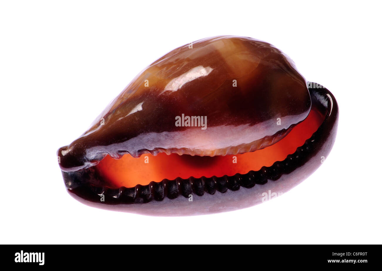 Onyx Cowry (erronea onyx) c3cm. Regione: Indo-pacifico e Africa Foto Stock