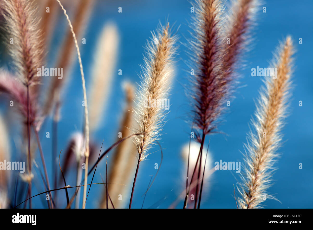 Alghe di fronte ad un lago Foto Stock