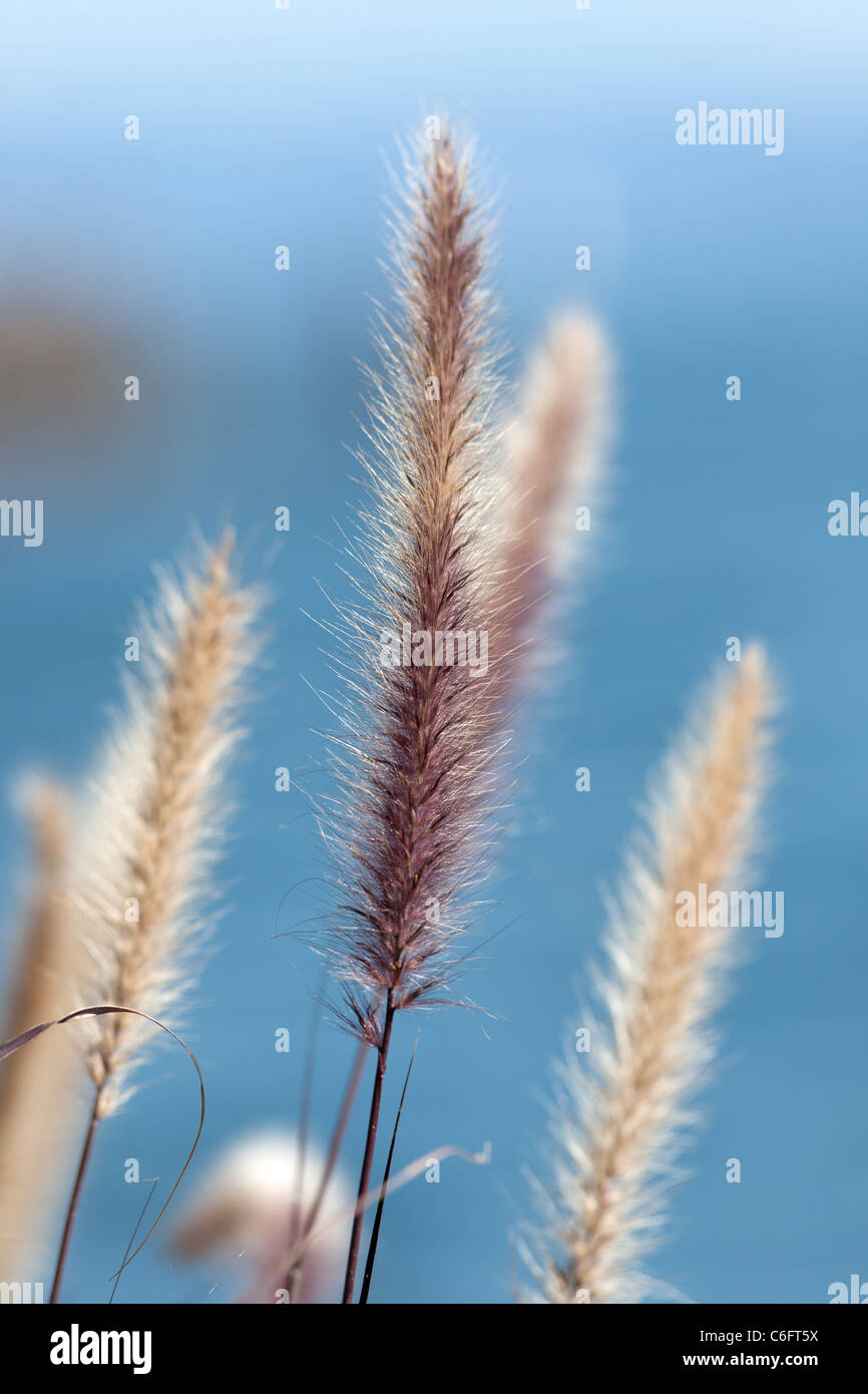 Alghe di fronte ad un lago Foto Stock