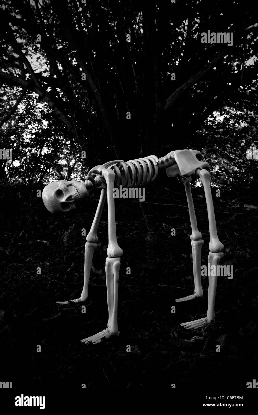 Hybrid scheletro umano Foto Stock