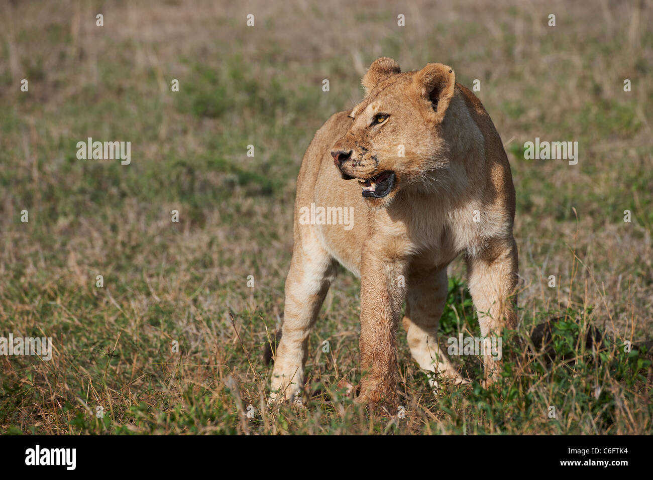 Lion, Leonessa, Panthera leo, Serengeti, Tanzania Africa Foto Stock
