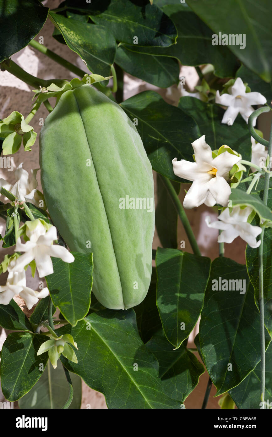 Frutta e fiori di un crudele di vite (Araujia sericifera). Frutto et fleurs d'une plante cruelle (Araujia sericifera). Foto Stock