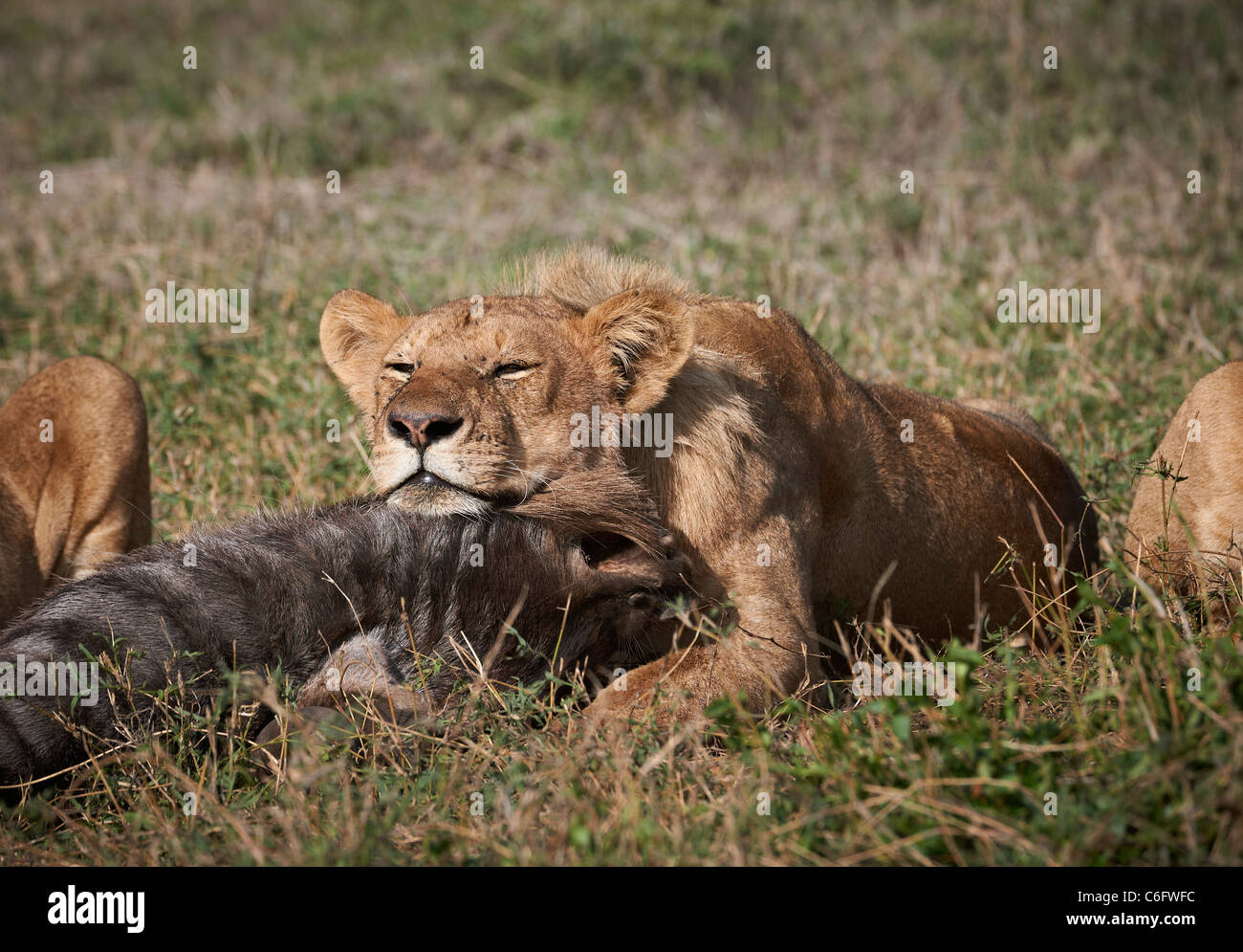 Lion di dormire sulla testa della preda, Panthera leo, Serengeti, Tanzania Africa Foto Stock