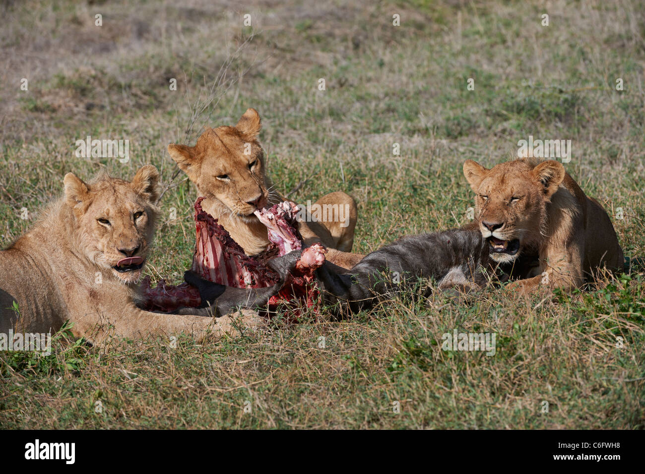 Alimentazione lion sulla preda, Panthera leo, Serengeti, Tanzania Africa Foto Stock