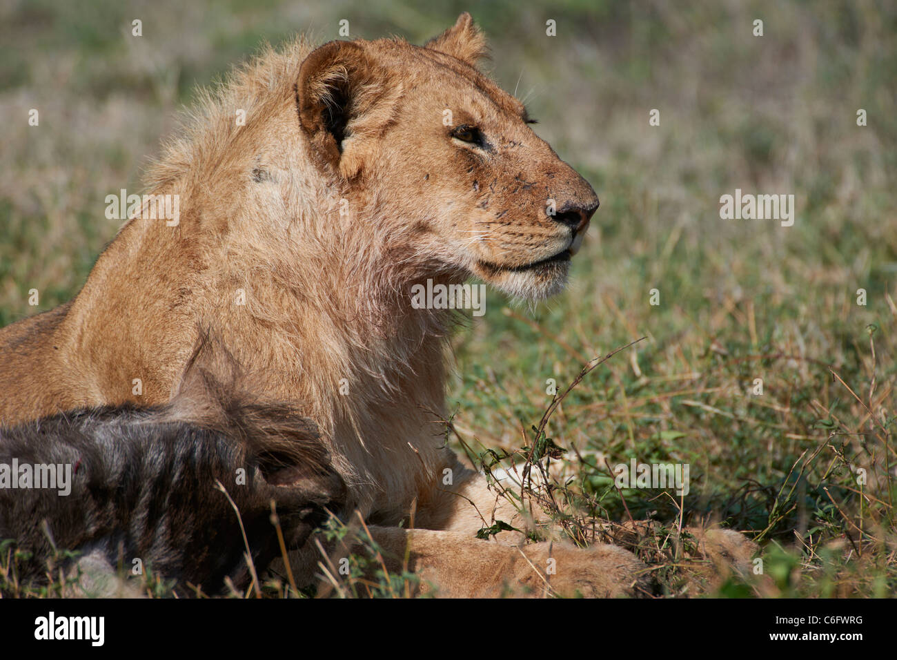 Alimentazione lion sulla preda, Panthera leo, Serengeti, Tanzania Africa Foto Stock