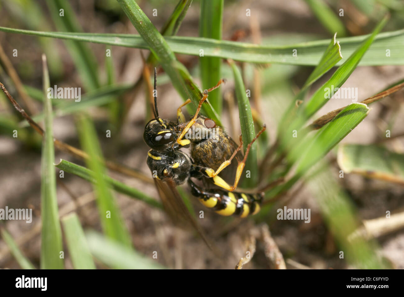 Campo digger wasp, Mellinus arvense mangiare volare dopo il primo paralizzare la sua vittima. Foto Stock