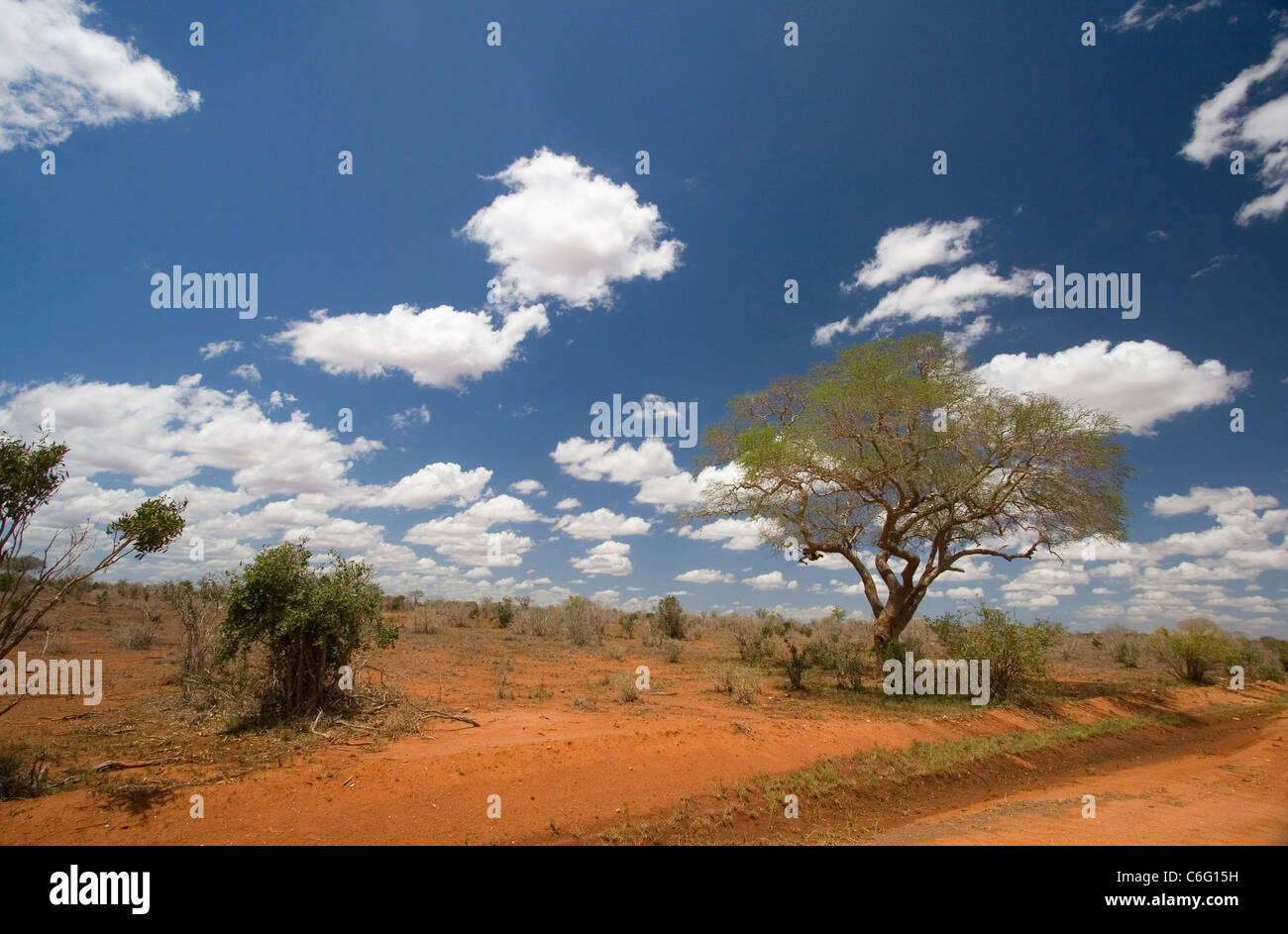 Terra rossa e bush paesaggio del Parco nazionale di Tsavo, Kenya Foto Stock