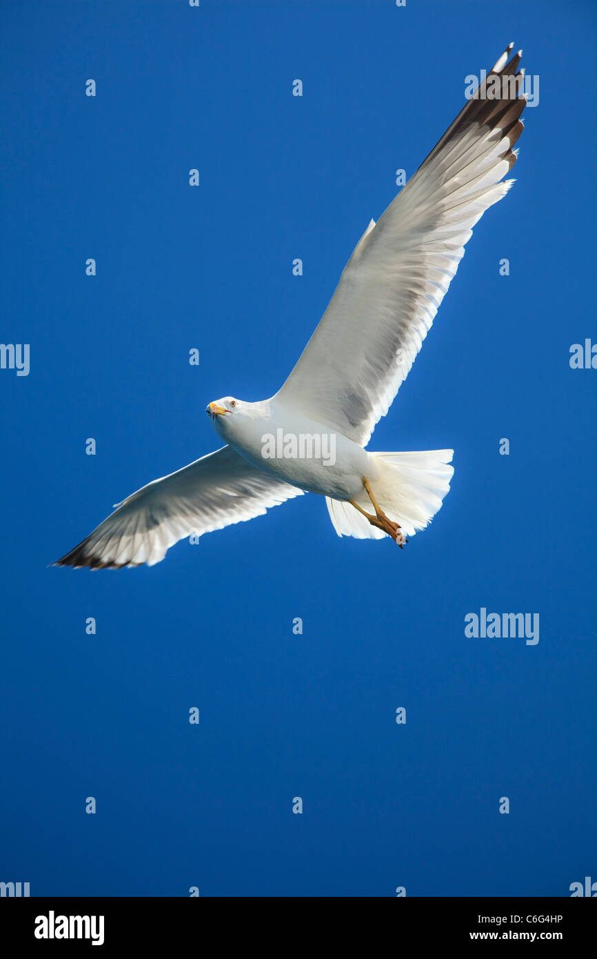 Seagull in volo Foto Stock