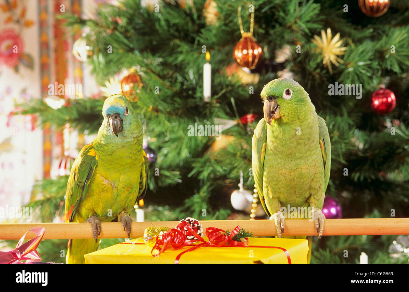 Blu-fronteggiata Amazon (Amazon aestiva). Due adulti nella parte anteriore di un albero di Natale. Germania Foto Stock