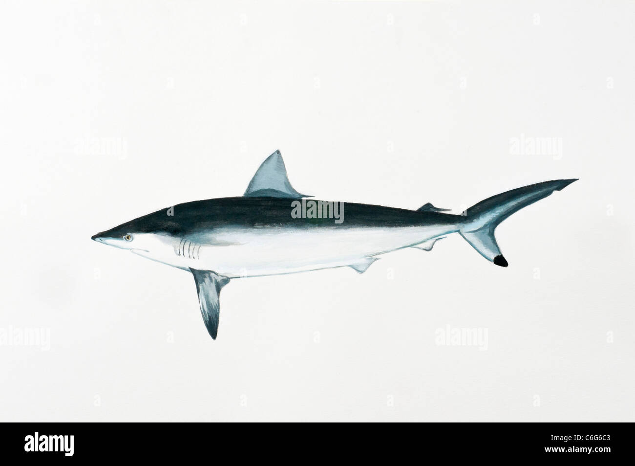 Spottail Shark Carcharhinus sorrah, Carcharhinidae Foto Stock