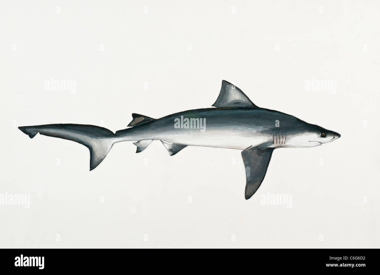 Squalo toro Carcharhinus leucas, Carcharhinidae Foto Stock